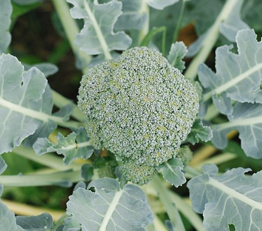 Calabrese Broccoli