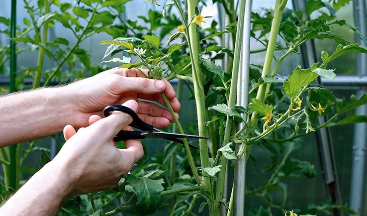 download trimming tomato plants