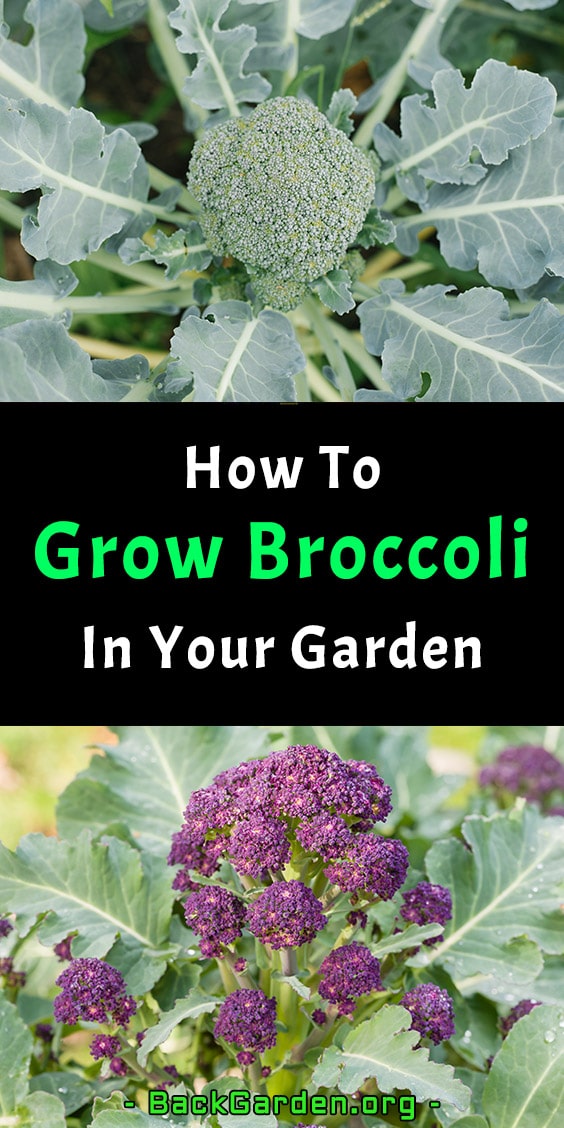 How To Grow Broccoli In Your Garden