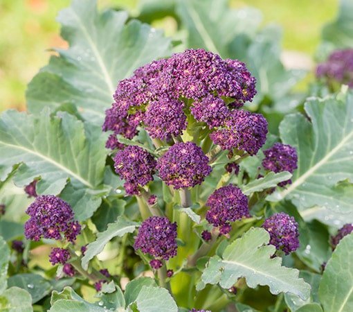 Purple Sprouting Broccoli