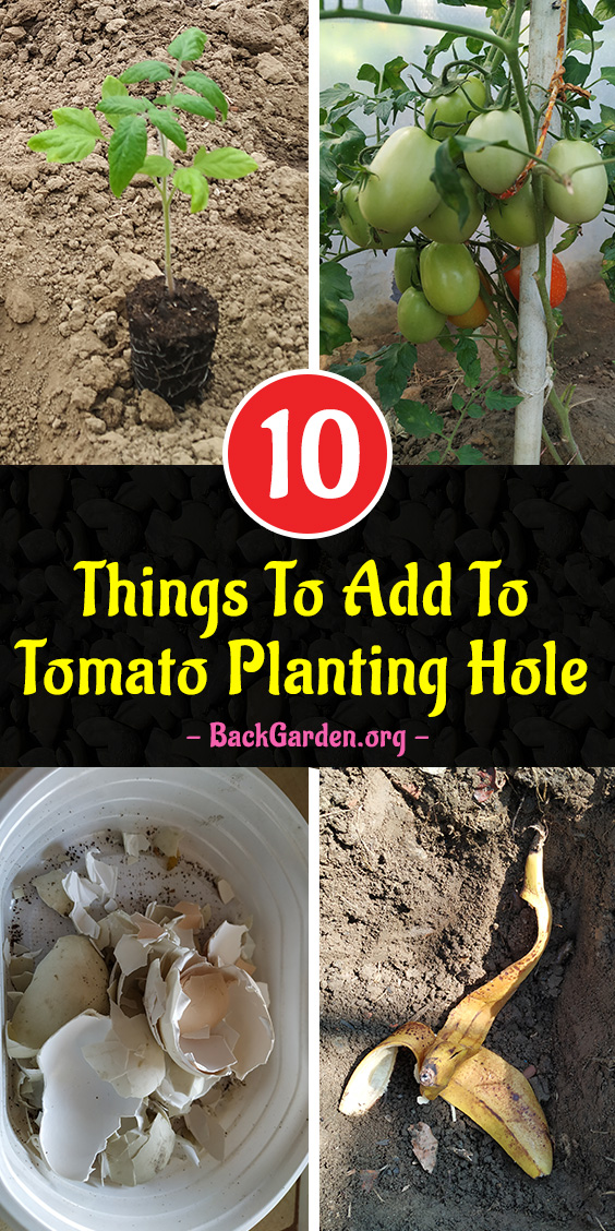 Tomato Planting Hole Recipe