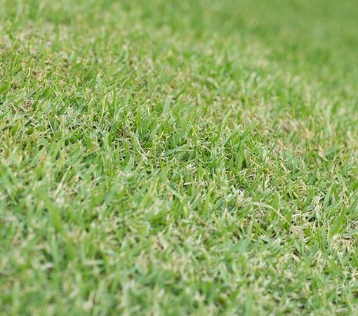 Bermuda Grass The Vine Grass Good For Lawns But Bad For Gardens