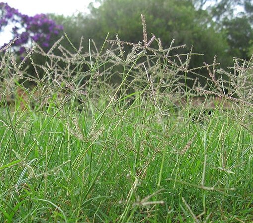 Bermuda Grass Seedheads