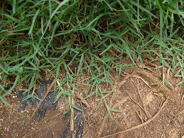 Bermudagrass