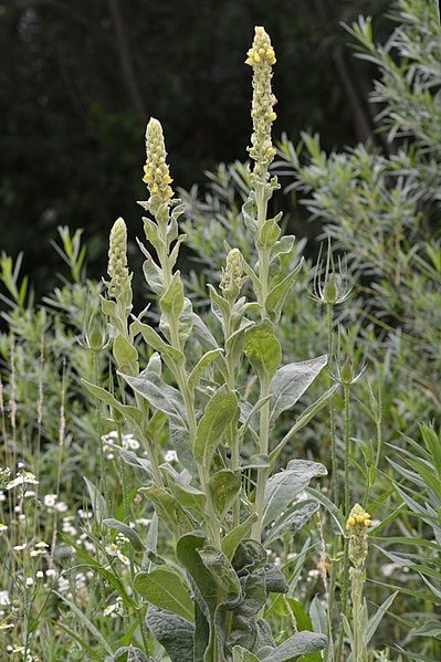 Common Mullein