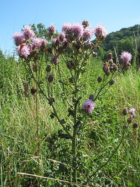 Creeping Thistle