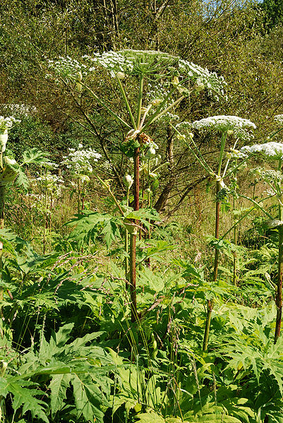 Giant Hogweed