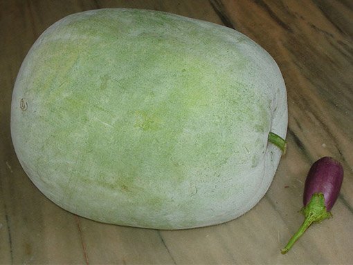 Giant Winter Melon