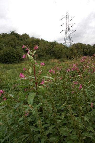 Himalayan Balsam