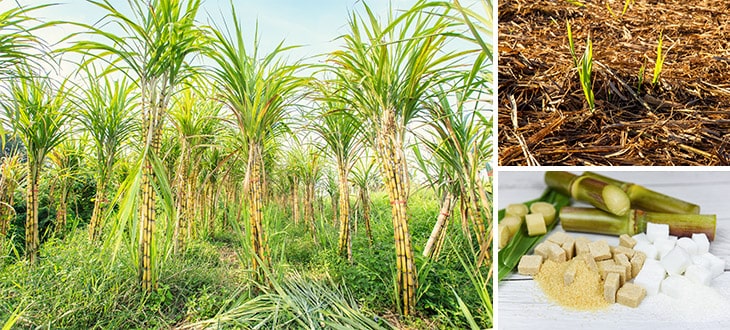 How To Grow Sugar Cane - BackGarden.org