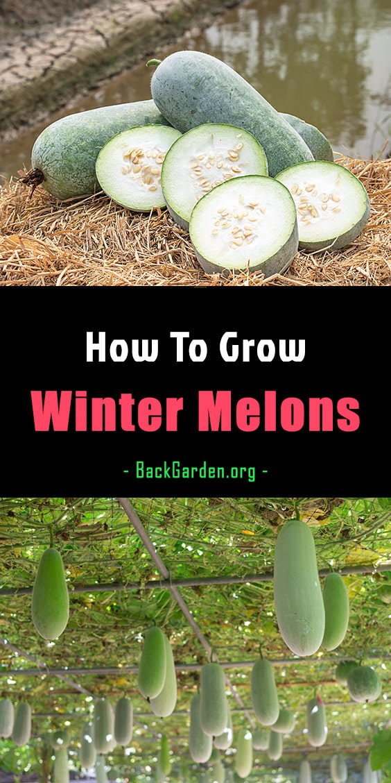 How to grow winter melons
