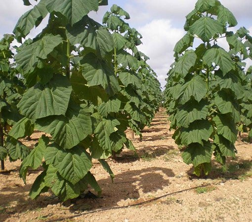 Paulownia Tree Saplings