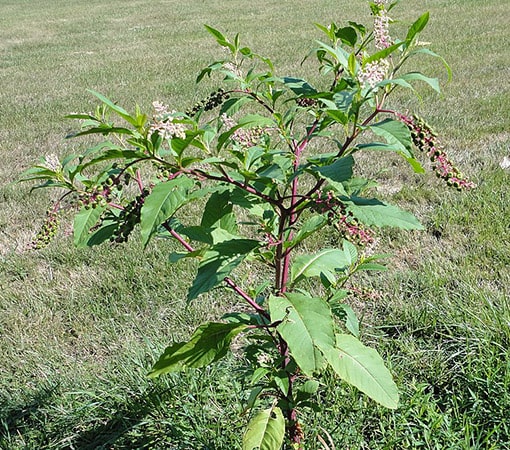 17+ Tall Plant With Thick Stalk