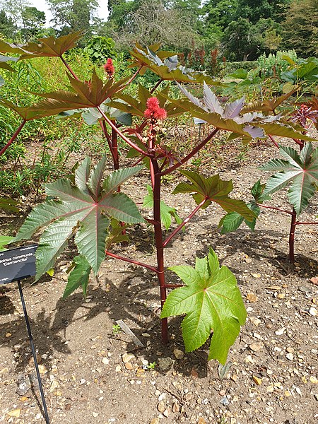 Ricinus Communis