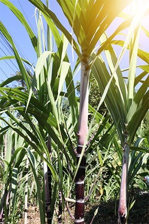 Sugarcane plants