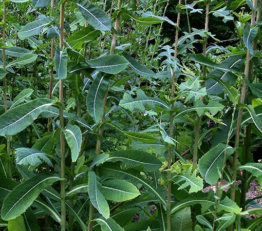 17+ Tall Plant With Thick Stalk