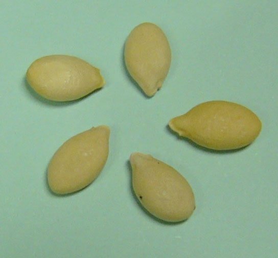 Winter melon seeds