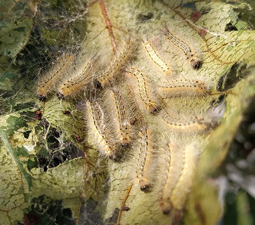 Caterpillars Eating Tree Leaves