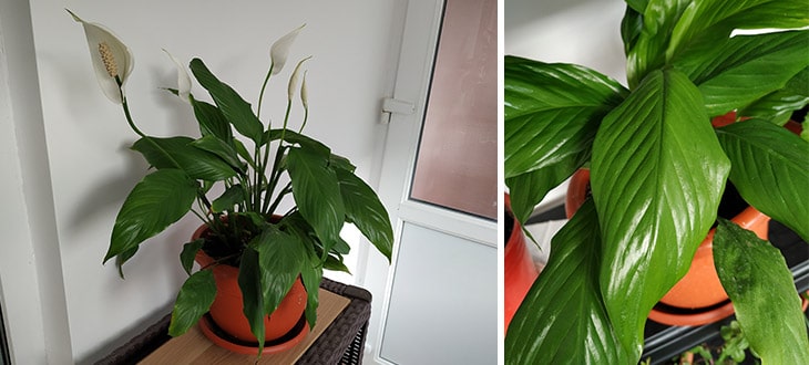 How To Care For Peace Lily (Spathiphyllum)