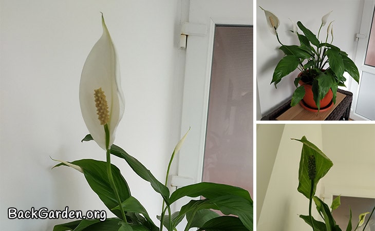 Peace Lily Flowers