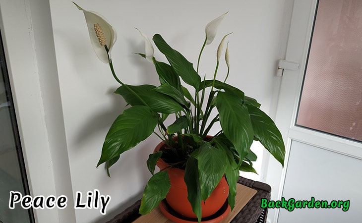 Peace Lily