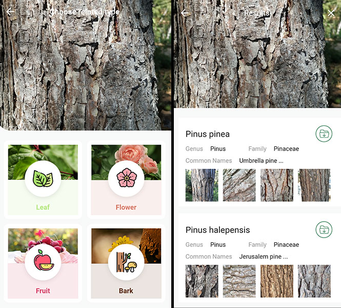 5 Best Tree Identification Apps For Android Ios 2021