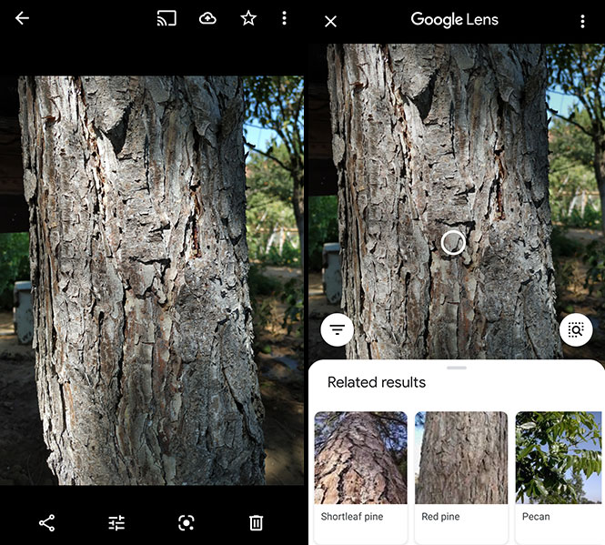 Google Lens App Tree Identification