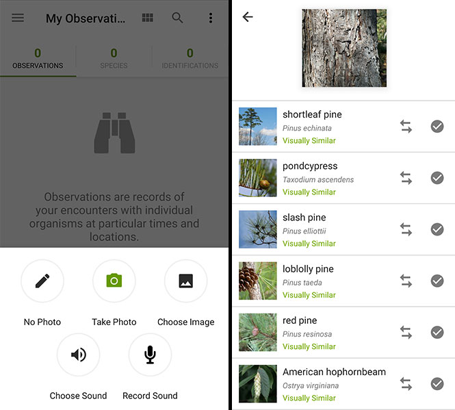 5 Best Tree Identification Apps for Android & iOS (2022)