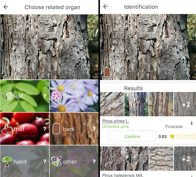 PlantNet Tree Identification App