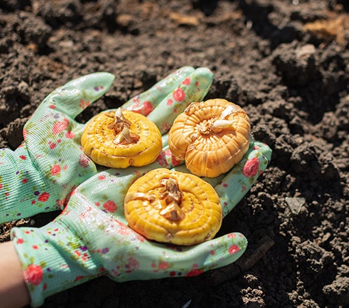 Gladioli Corms