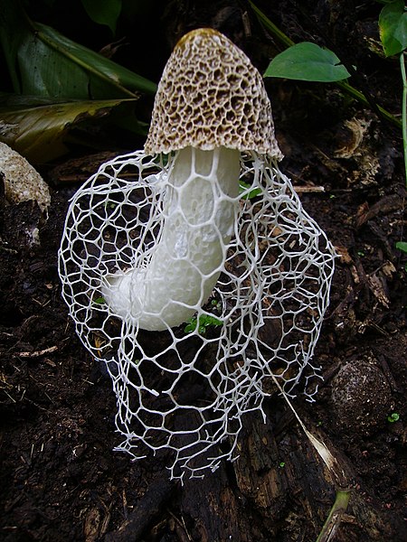 Stinkhorns: The Stinky Mushrooms That Grow In Your Yard Or Garden