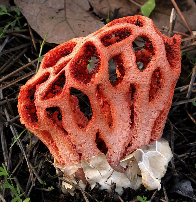 Stinkhorns: The Stinky Mushrooms That Grow In Your Yard Or Garden