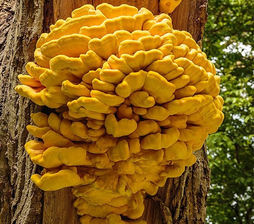 Chicken Of The Woods (Laetiporus sulphureus)