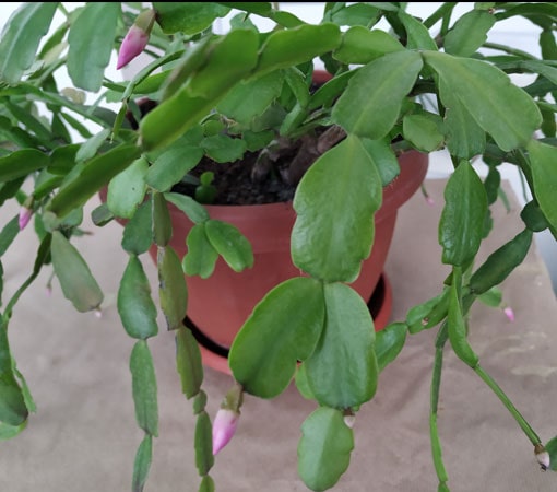 Christmas Cactus buds