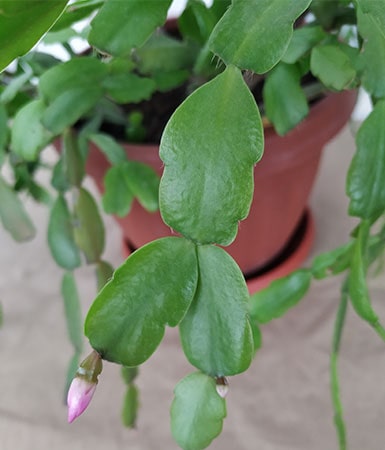 Christmas Cactus (Schlumbergera x buckleyi)