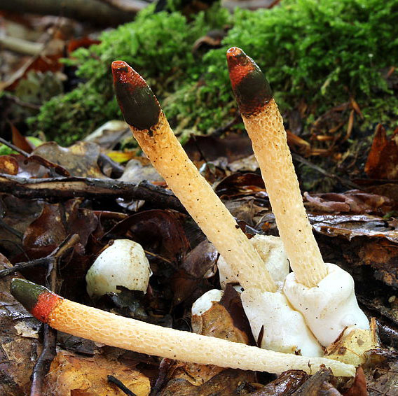 Stinkhorns: The Stinky Mushrooms That Grow In Your Yard Or Garden