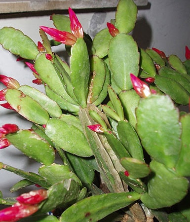Easter Cactus (Schlumbergera gaertneri)