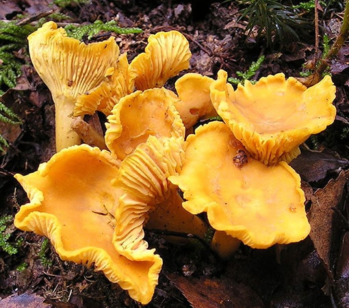 Golden Chanterelle (Cantharellus cibarius)