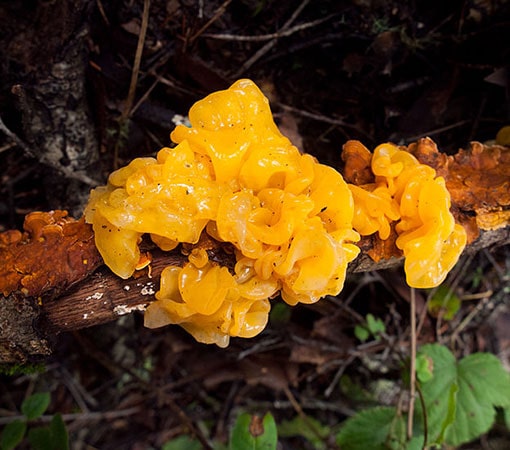 Golden Ear (Tremella aurantia)