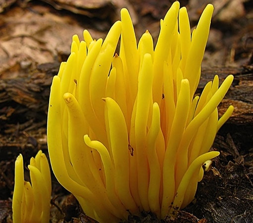 Golden Spindles (Clavulinopsis fusiformis)