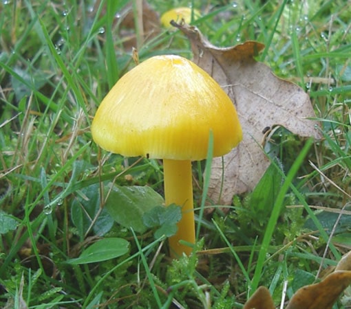 Golden Waxcap (Hygrocybe chlorophana)