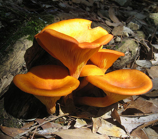 Jack-O-Lantern Mushroom (Omphalotus olearius)