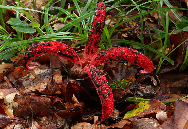 Stinkhorns: The Stinky Mushrooms That Grow In Your Yard Or Garden