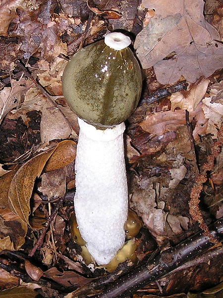 Stinkhorns: The Stinky Mushrooms That Grow In Your Yard Or Garden