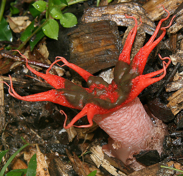 Starfish fungus (Aseroe rubra)