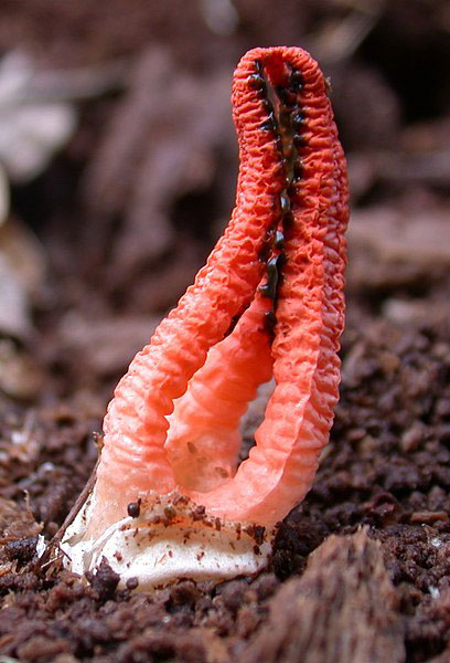 Stinkhorns: The Stinky Mushrooms That Grow In Your Yard Or Garden