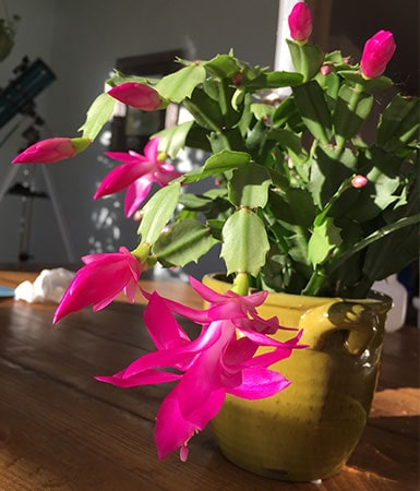 Thanksgiving Cactus (Schlumbergera truncata)