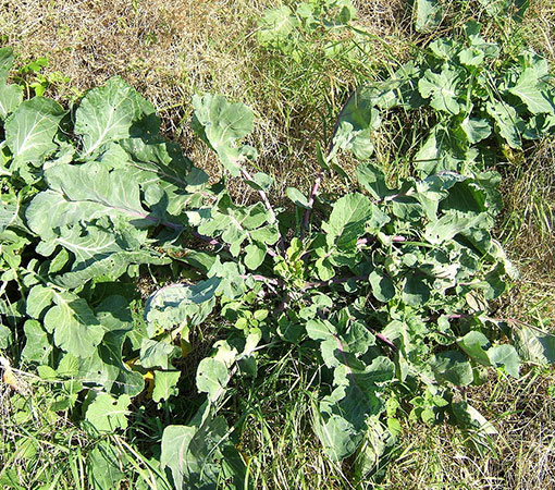 Wild Cabbage (Brassica oleracea) 