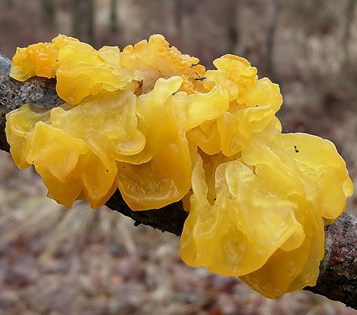 Witch’s butter (Tremella mesenterica)