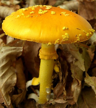 Yellow Patches (Amanita flavoconia)